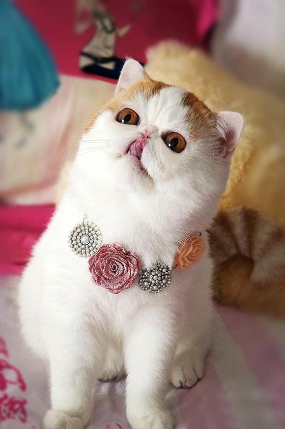 “سنوبي” أجمل قطة في العالم – صور